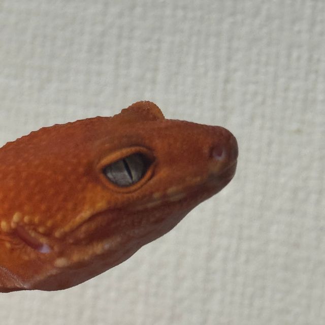 썬글로우