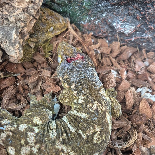 다스몰 GT 헷 멜라니스틱