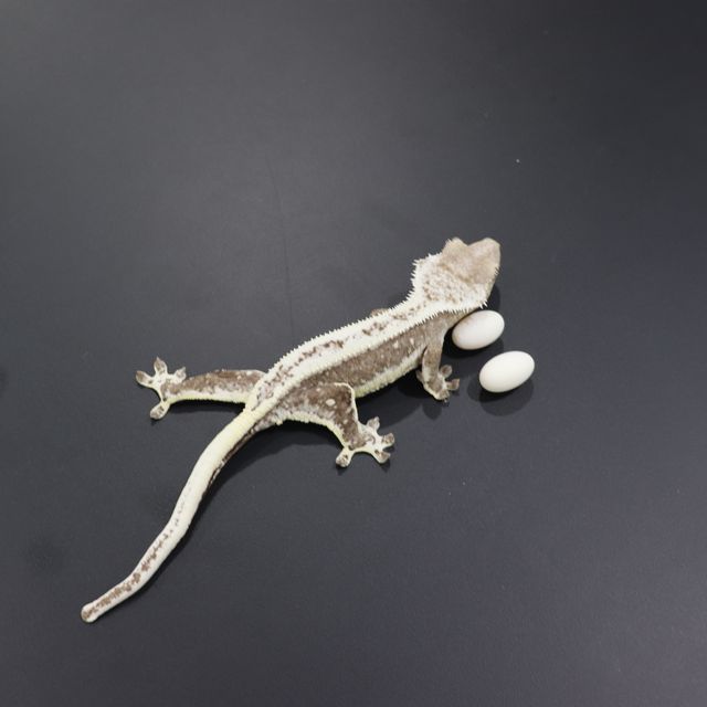 릴잔틱