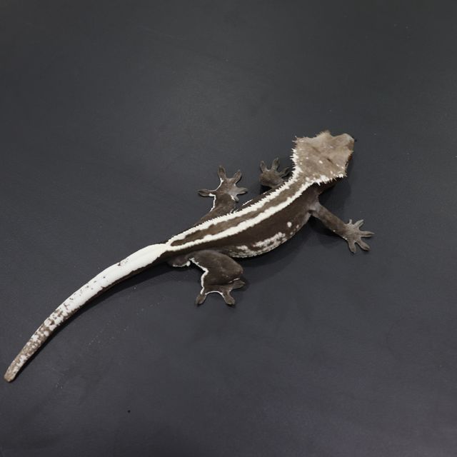 아잔틱