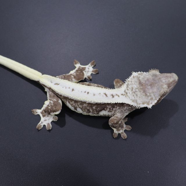 릴잔틱