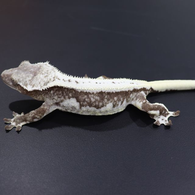 릴잔틱