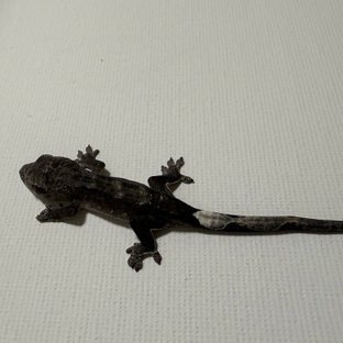 아잔틱