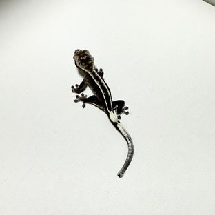 아잔틱