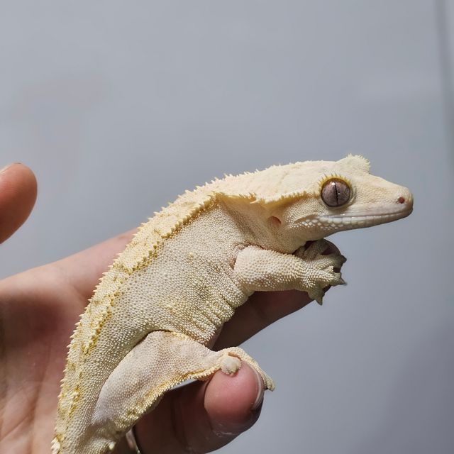 크림시클