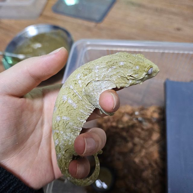 코기스 프리델