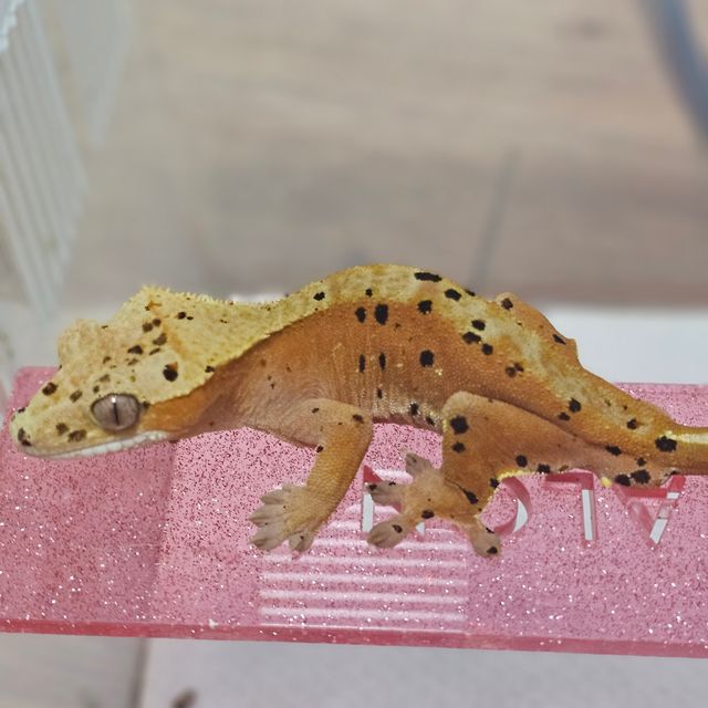 달마시안