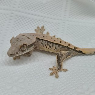 크림2