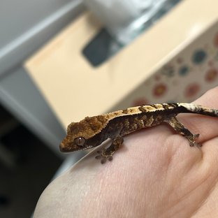 카푸치노 트라이