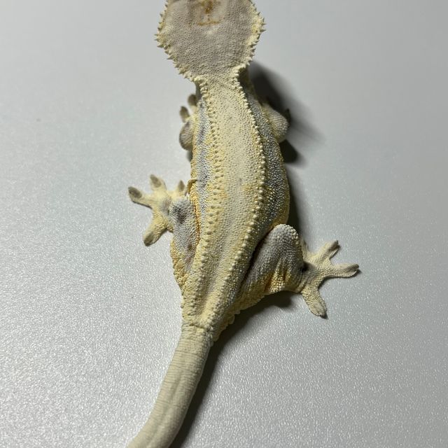 릴리화이트 풀핀 솔리드백