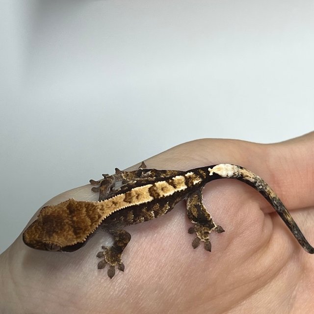 카푸치노 트라이