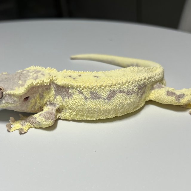 프라푸치노 풀핀