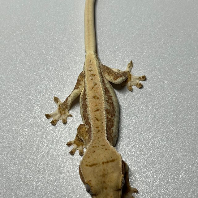 릴리100%헷아잔틱 100%헷아잔틱