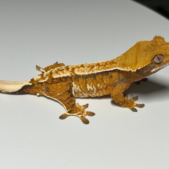 노멀 트라이 텐저린