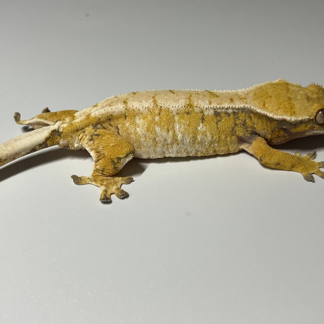 노멀 드리피 트라이