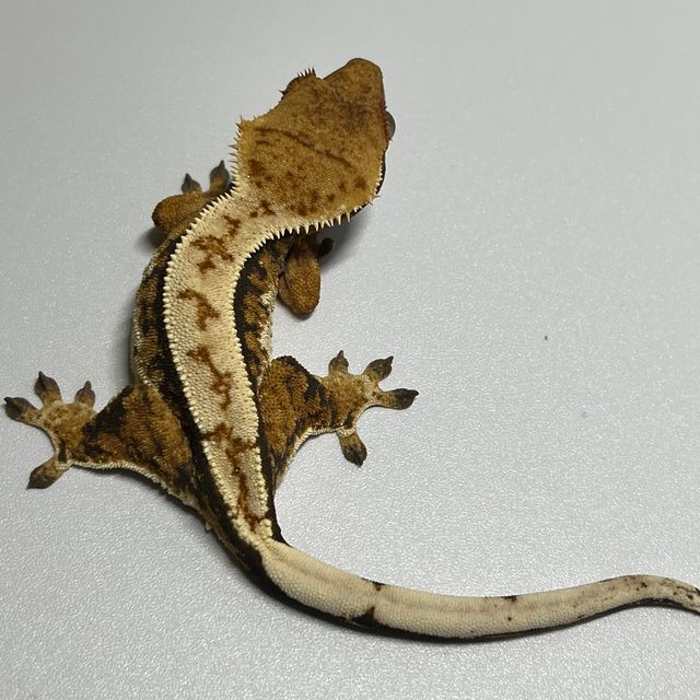 노멀 풀핀 트라이