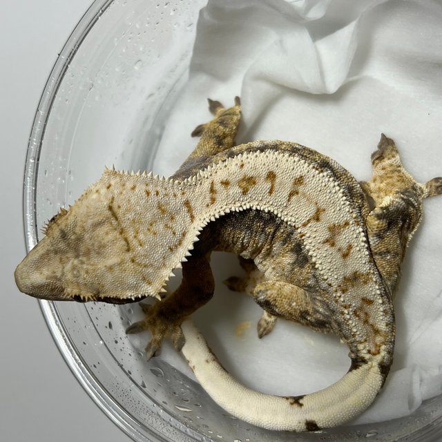 노멀 드리피 트라이 화이트스팟