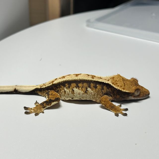 노멀 풀핀 트라이