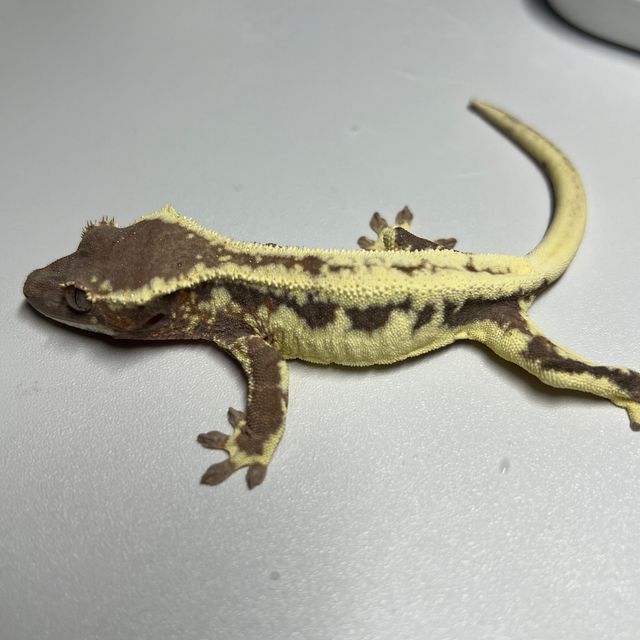 프라푸치노
