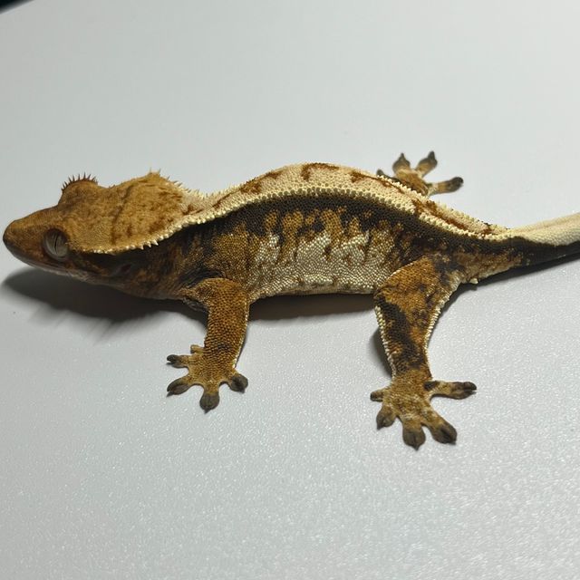 노멀 풀핀 트라이