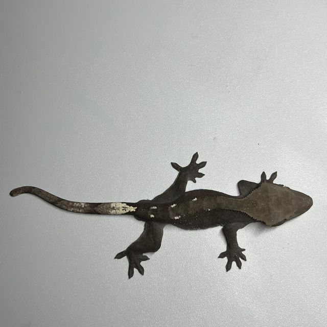 아잔틱