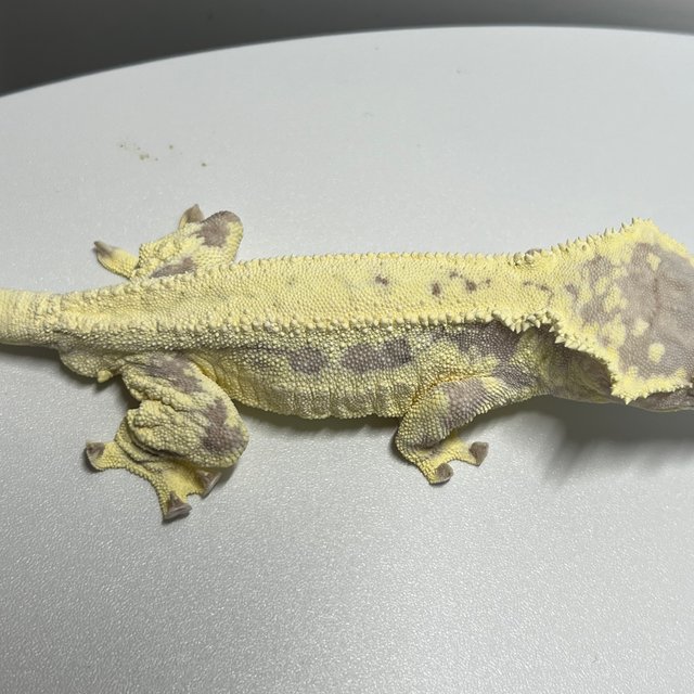 프라푸치노 풀핀