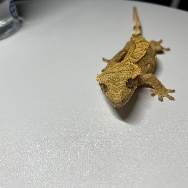 100%헷아잔틱