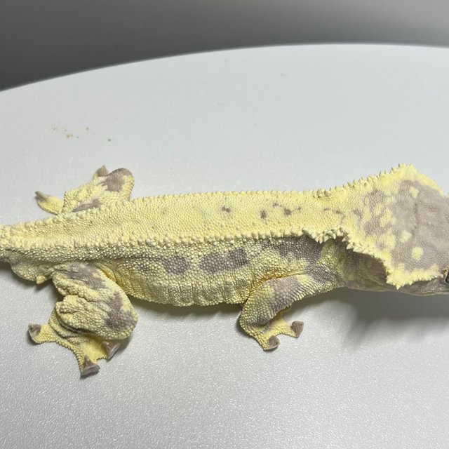 프라푸치노 풀핀