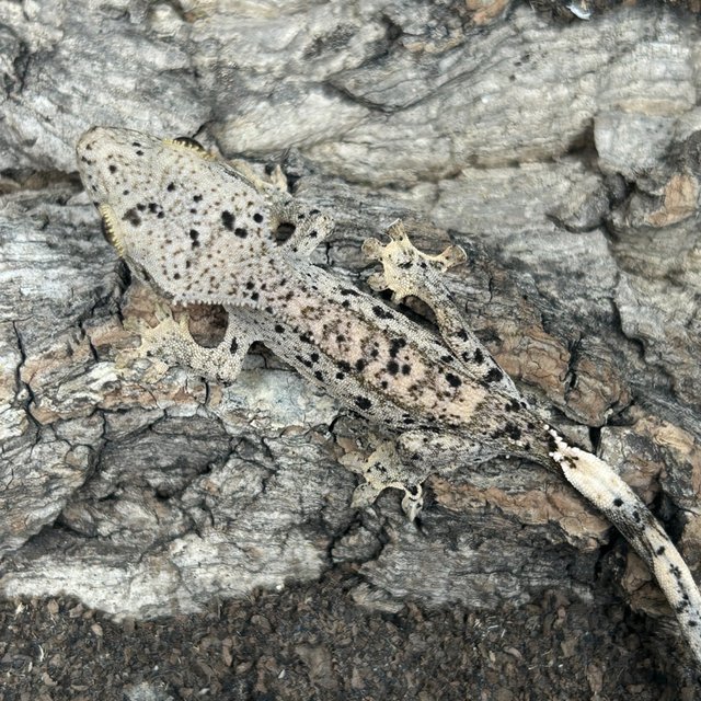 슈퍼달마시안 달마시안