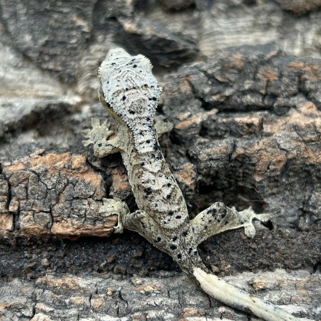 슈퍼달마시안 달마시안