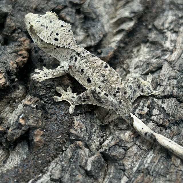 슈퍼달마시안 달마시안