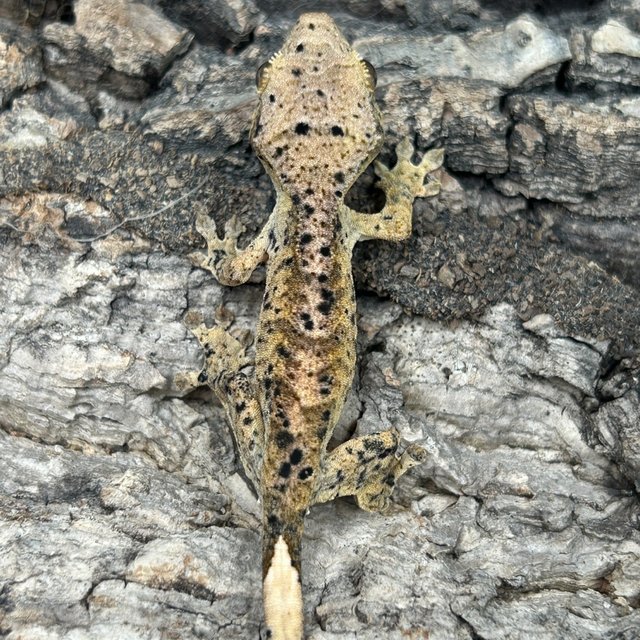 슈퍼달마시안 달마시안