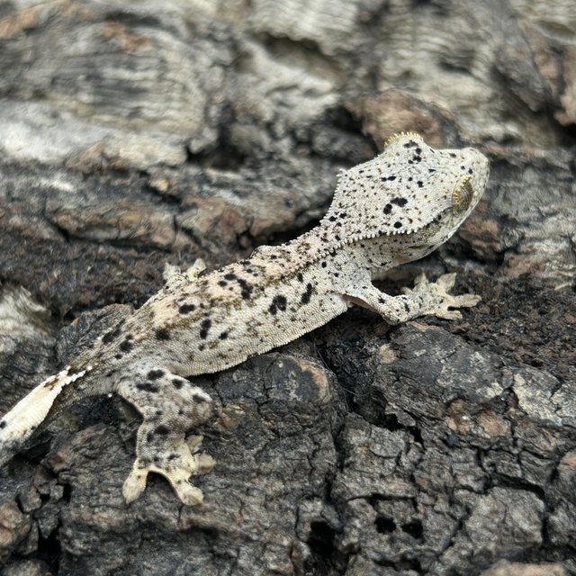 슈퍼달마시안 달마시안