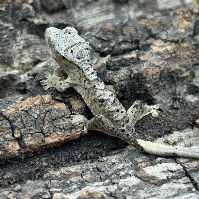 슈퍼달마시안 달마시안