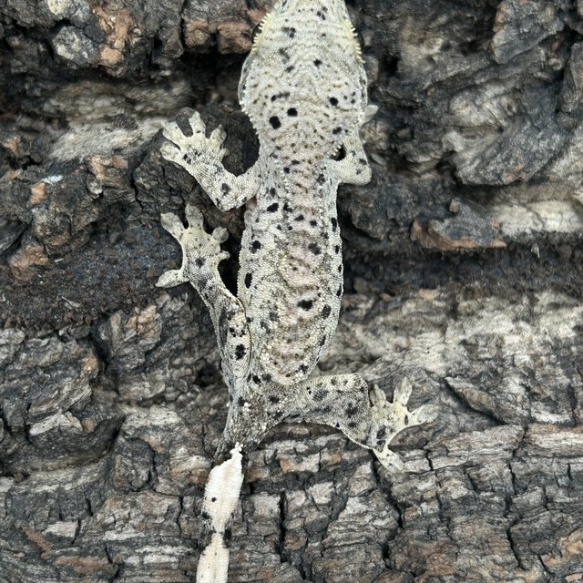 슈퍼달마시안 달마시안