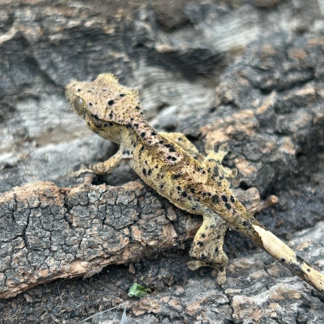 슈퍼달마시안 달마시안