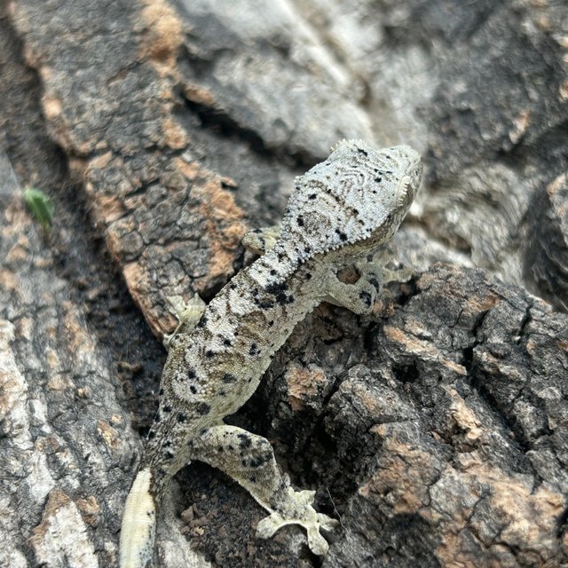 슈퍼달마시안 달마시안