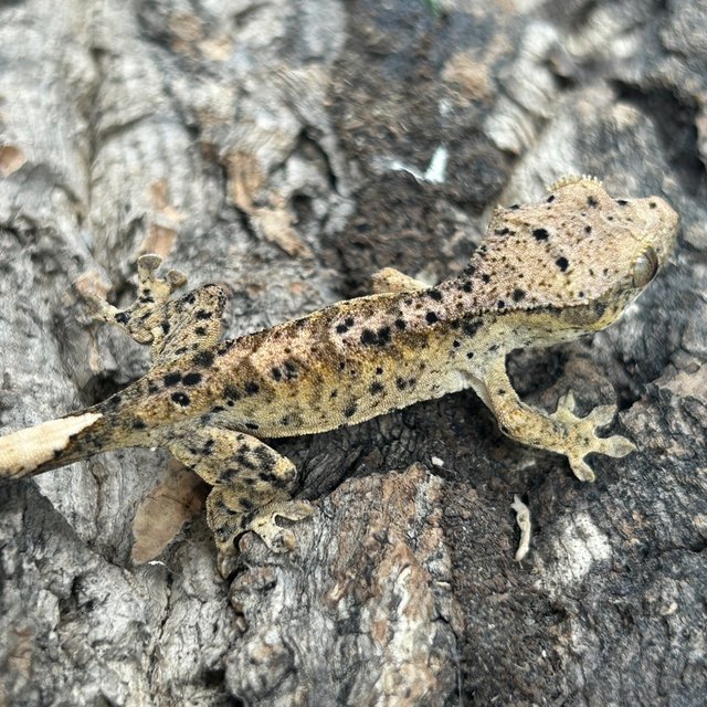 슈퍼달마시안 달마시안