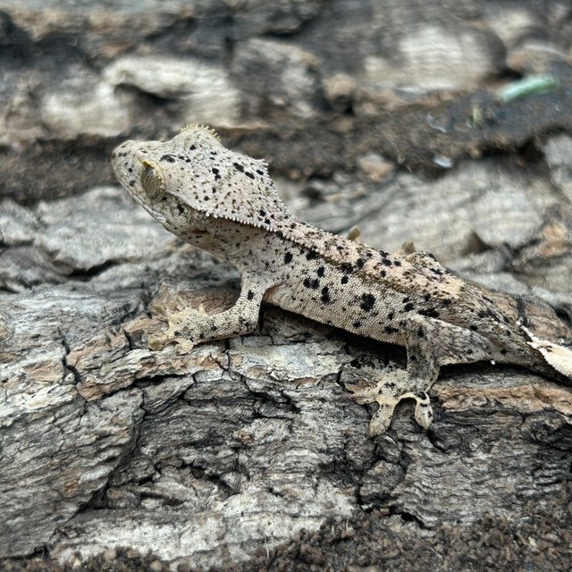 슈퍼달마시안 달마시안