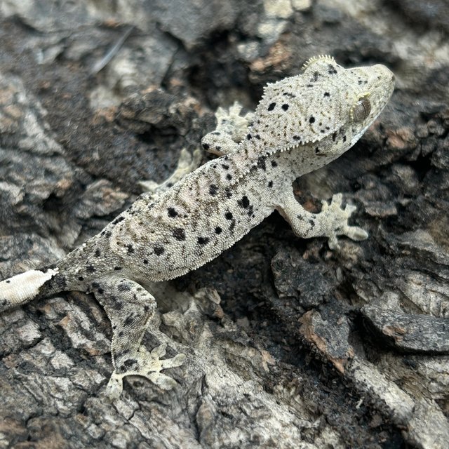 슈퍼달마시안 달마시안