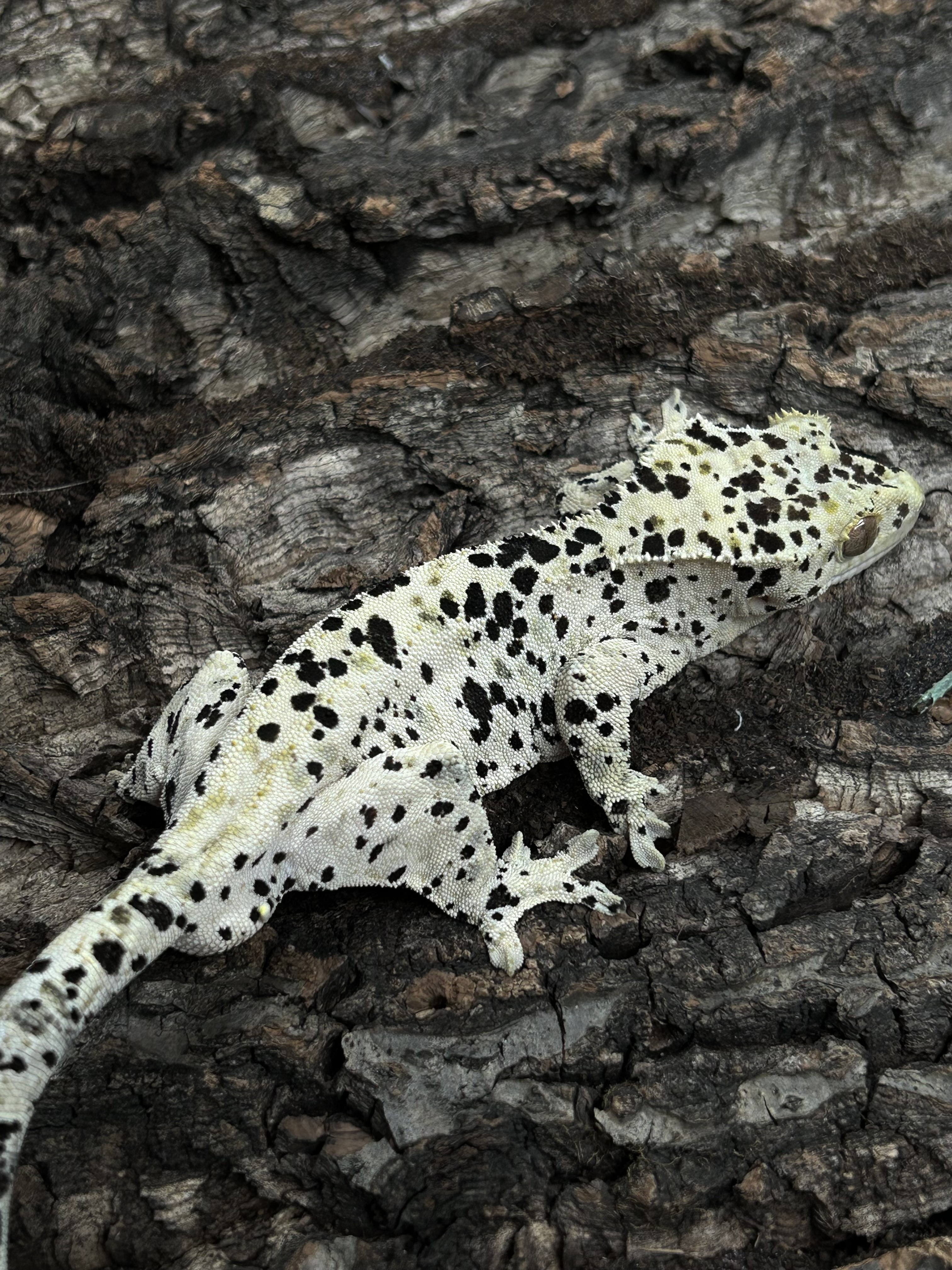 흥애흥애서식지