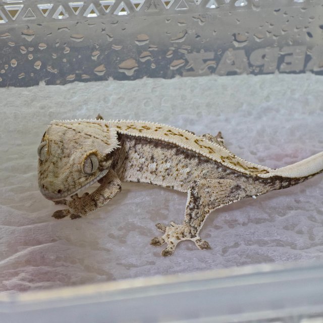 노멀 트라이 드리피 화이트스팟