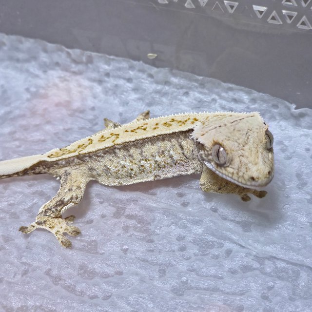 노멀 트라이 드리피 화이트스팟