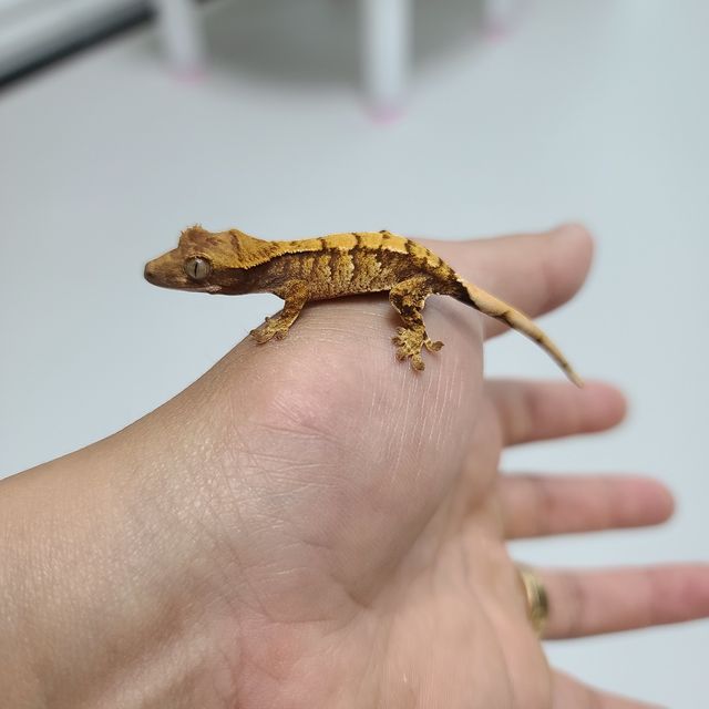 트라이