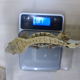 트라이 익스트림할리퀸