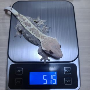 카푸치노