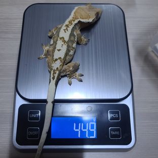 트라이 익스트림할리퀸