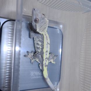 세이블