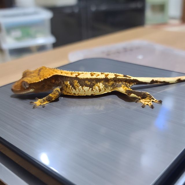 노멀 익스트림할리퀸 레드