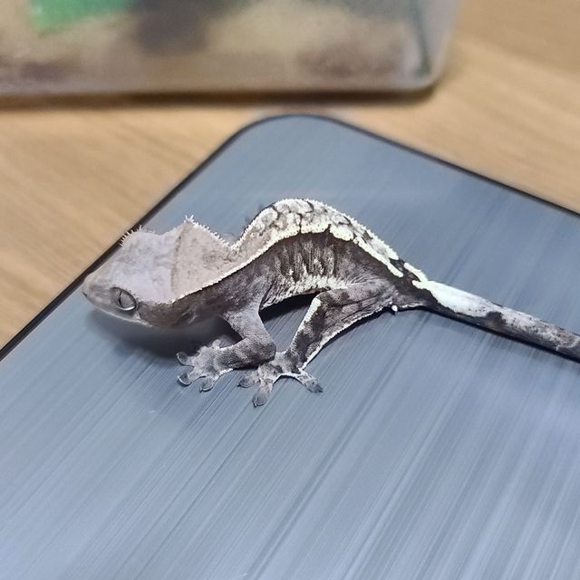 카푸치노